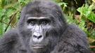 Uganda - pozorování goril a šimpanzů