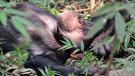Šimpanzi a trek džunglí v Gombe