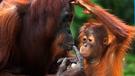 Zájazd Orangutany na Sumatre a domorodé kmene na Sulawesi
