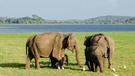 slony v národnom parku Minneriya