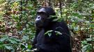 Pozorování goril a šimpanzů a pláže Zanzibaru