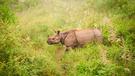 Nosorožci v Chitwan dobrodružne