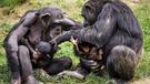 Šimpanzi a trek džunglí v Gombe