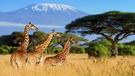 Vzhůru na Mt. Kilimandžáro - Machame route