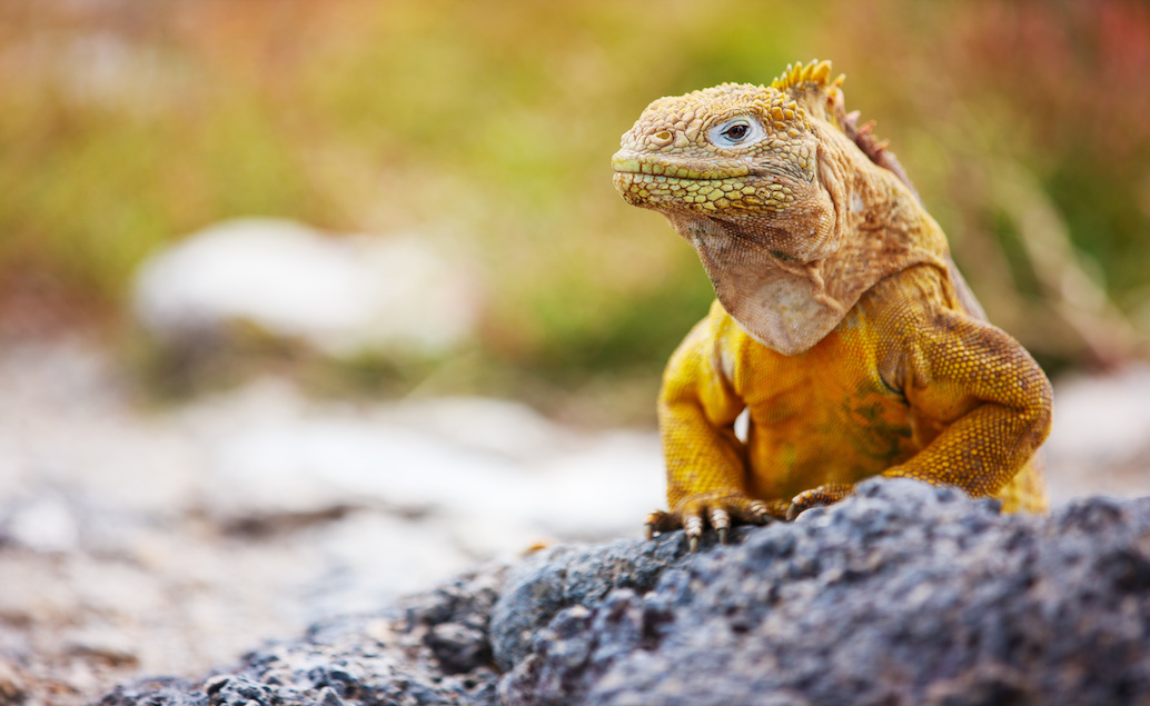 Rozmanitá fauna Galapág fakultatívne