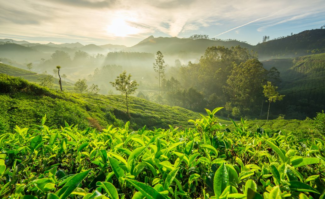 India a čajové plantáže Darjeelingu