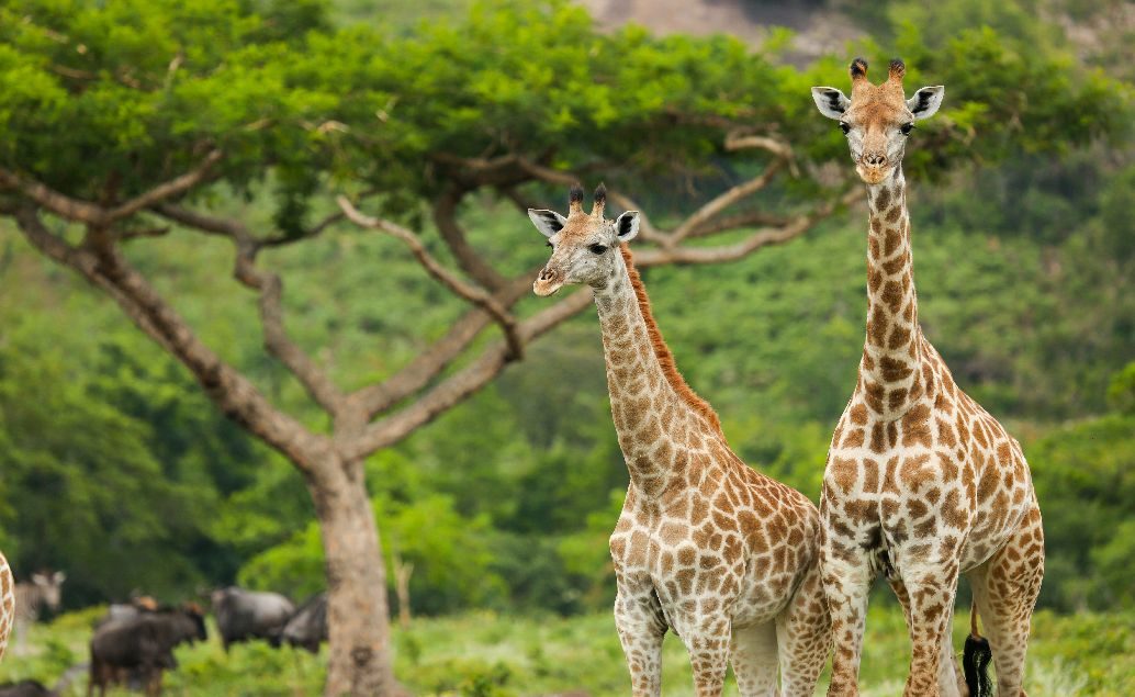 Safari, Tanzánie a kúzlo Zanzibaru