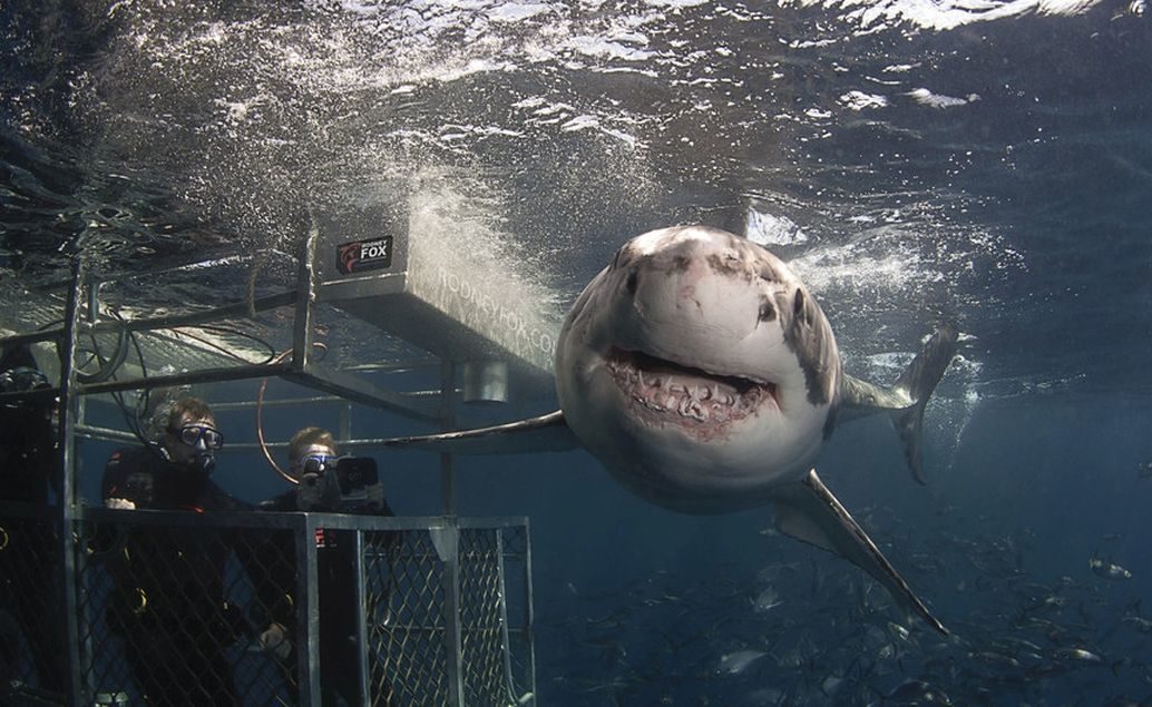 Potápanie so žralokom bielym v klietke
