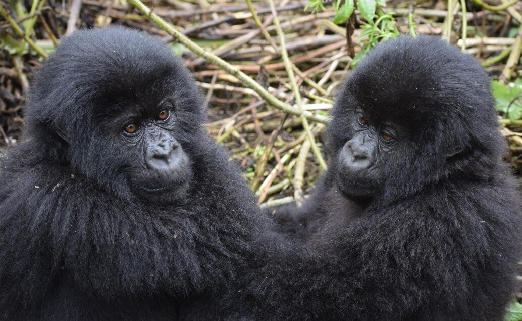 Pozorování goril a šimpanzů a pláže Zanzibaru