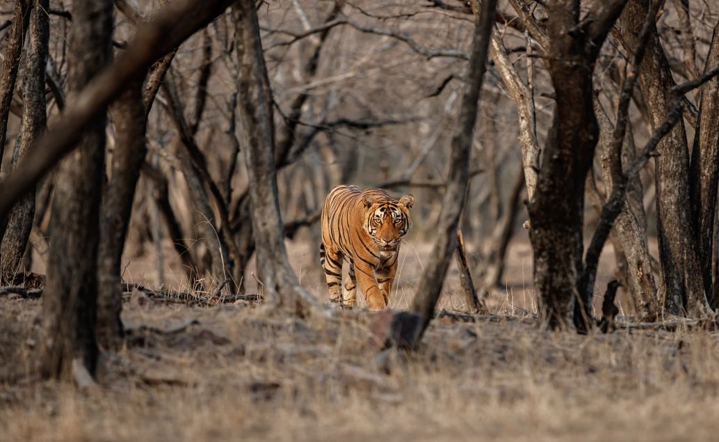 Pozorovanie tygrov v Ranthambore