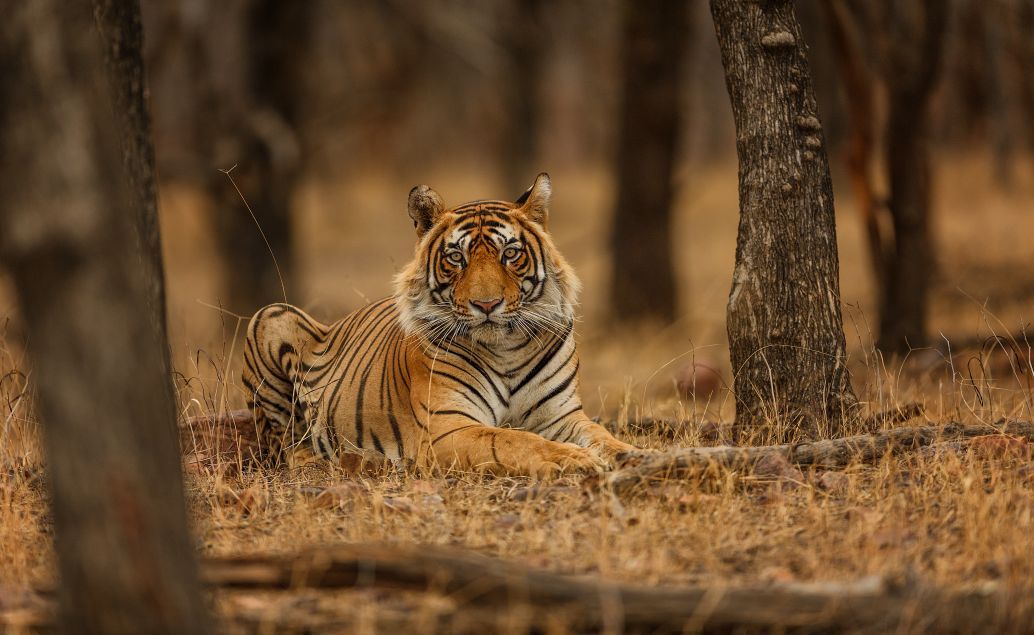 Pozorovanie tygrov v Ranthambore