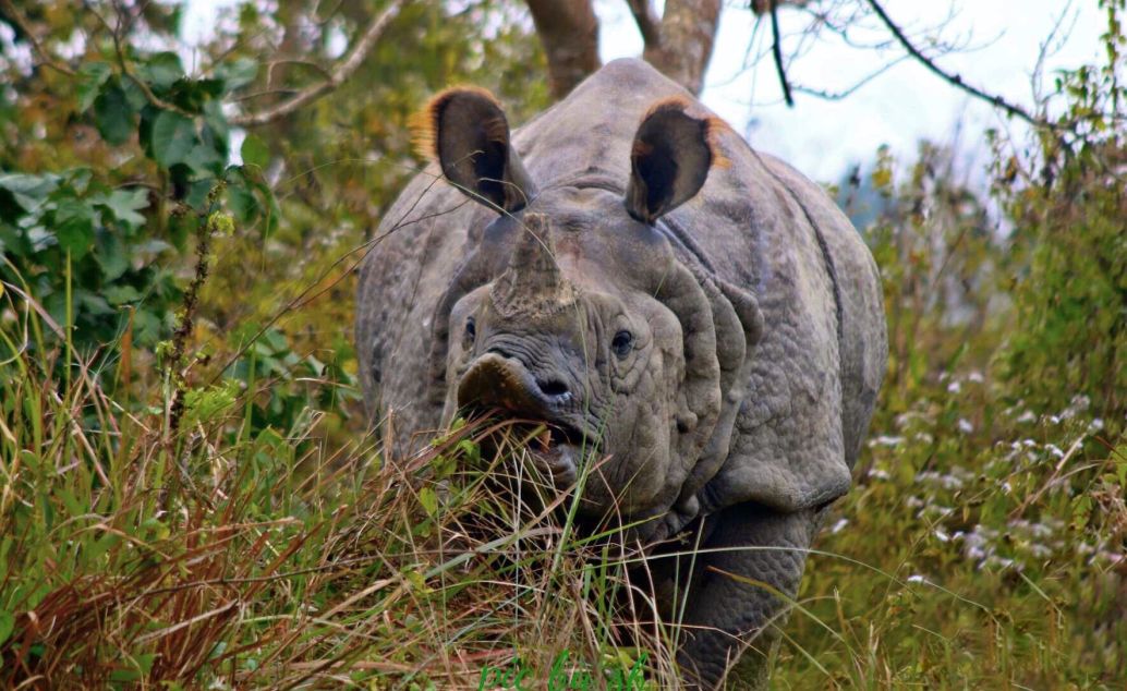 Nosorožci v Chitwan dobrodružne
