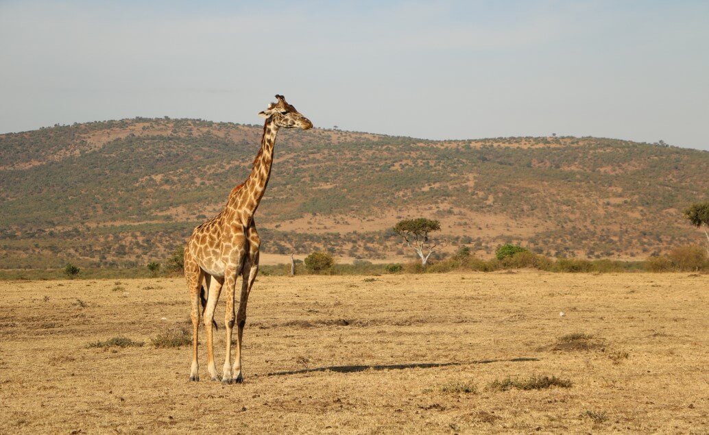 Serengeti zo Zanzibaru luxusne