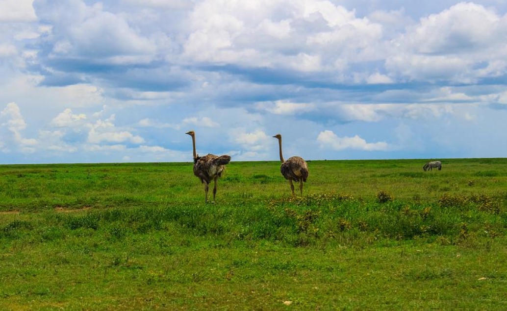 Tanzánie a Zanzibar - Serengeti jeep safari s českým průvodcem