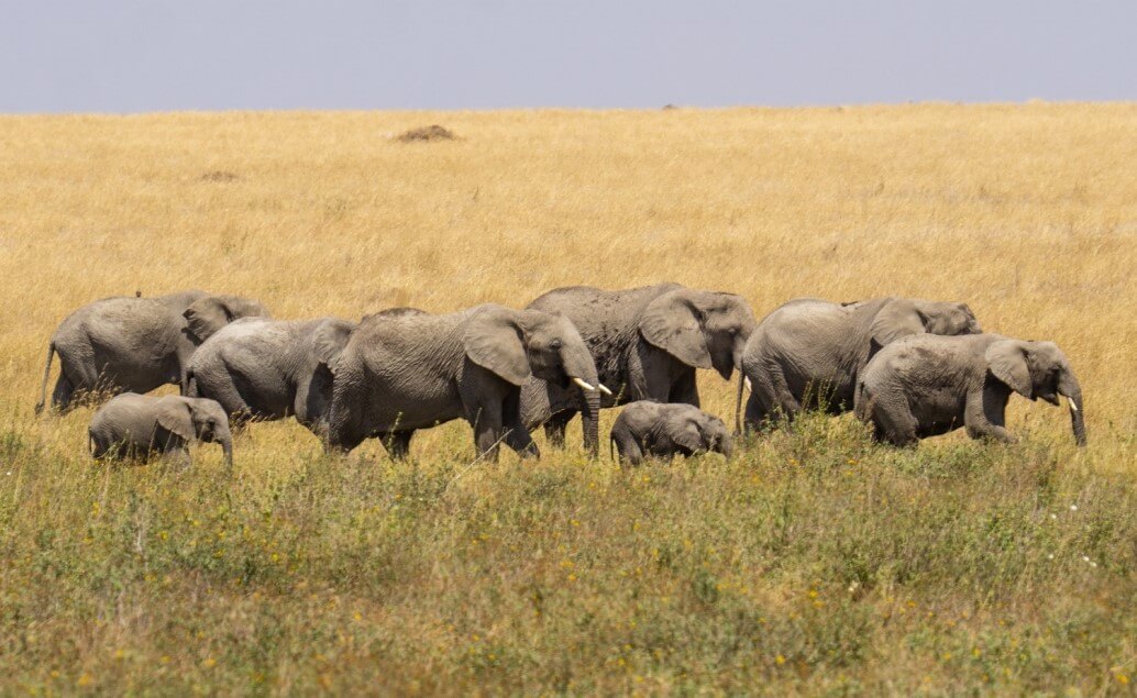 Serengeti zo Zanzibaru luxusne