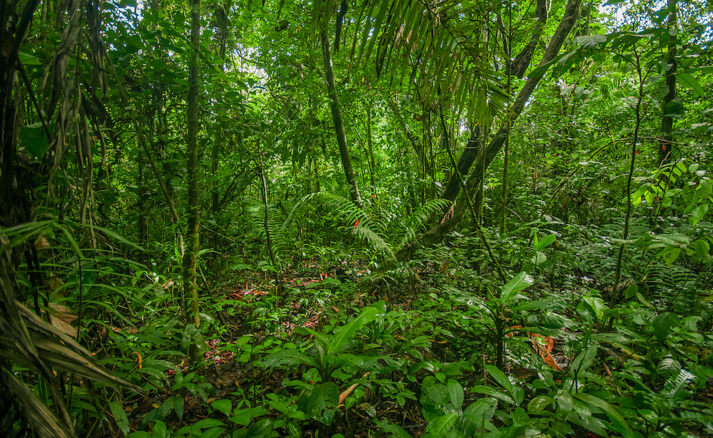 Rovníková oáza Ekvádor a šamanská Amazónia