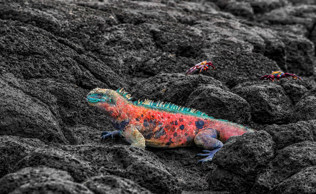 Rozmanitá fauna Galapág fakultatívne