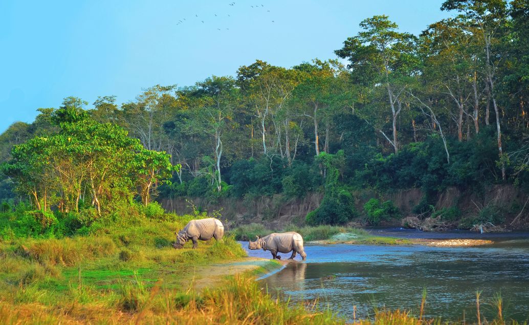 Nosorožci v Národnom parku Chitwan