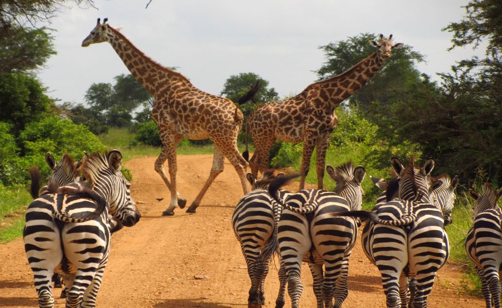Zájazd 3 denné safari zo Zanzibaru
