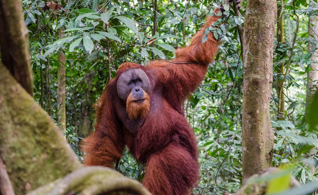 Zájazd Bali a Sumatra - exotika, slony a orangutany