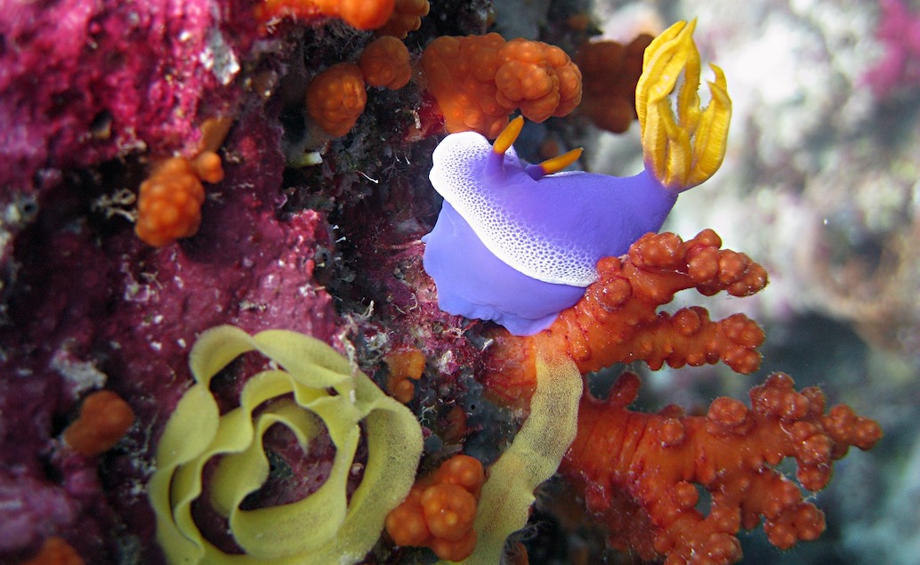 Podmorský svet Sulawesi