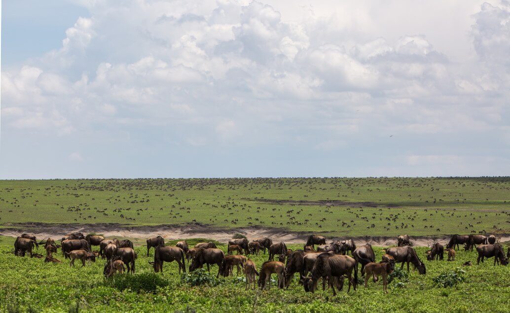 Tanzánie a Zanzibar - Serengeti jeep safari