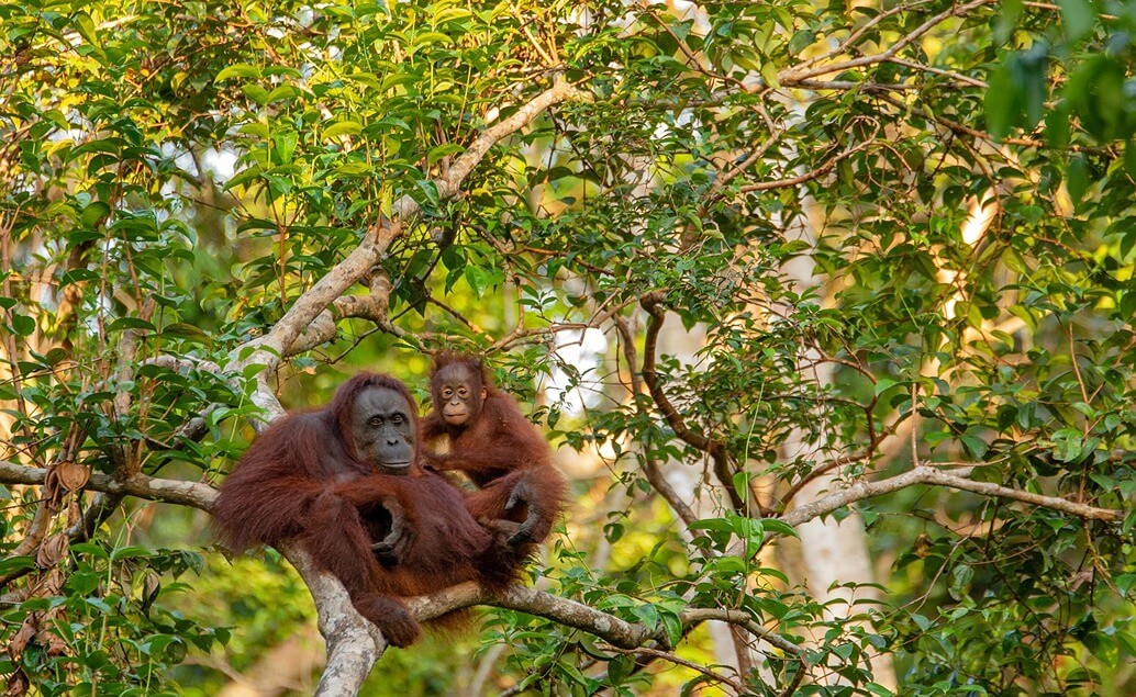 Malajzia, Borneo, Singapur. Cesta nielen za orangutanmi