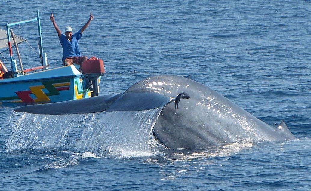 modrá veľryba