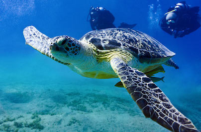 Krásy Yucatánu a pláž Akumal s korytnačkami